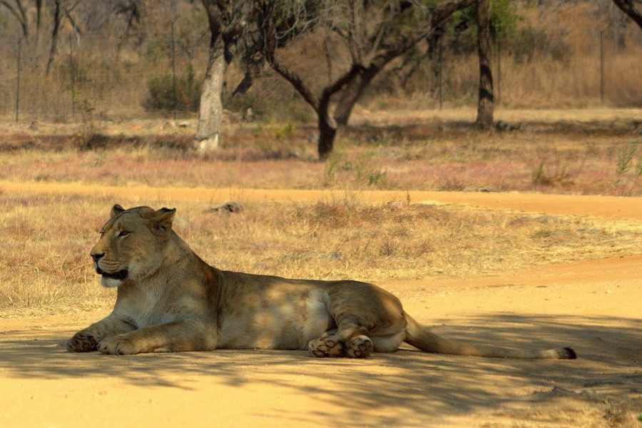 Gujarat Wild & Heritage