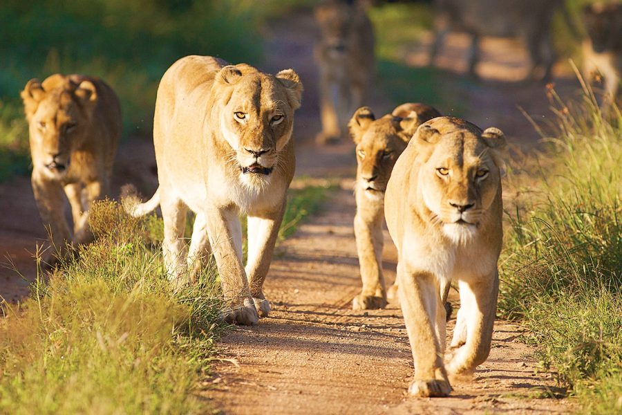 African Wildlife Safari & Cape Town