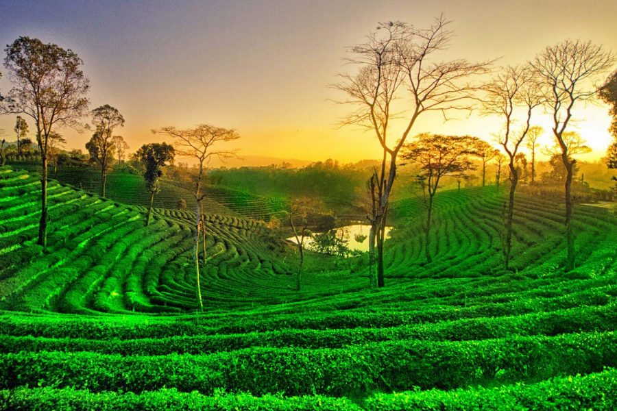 Assam Wildlife & Tea