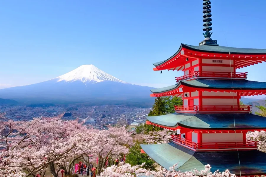 Japan Cherry Blossom Culture Trip