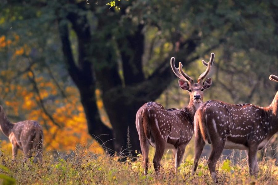 Wildlife of Madhya Pradesh