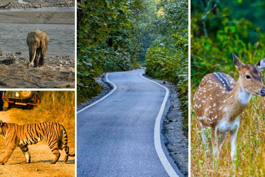 Jim Corbett Wildlife Adventure