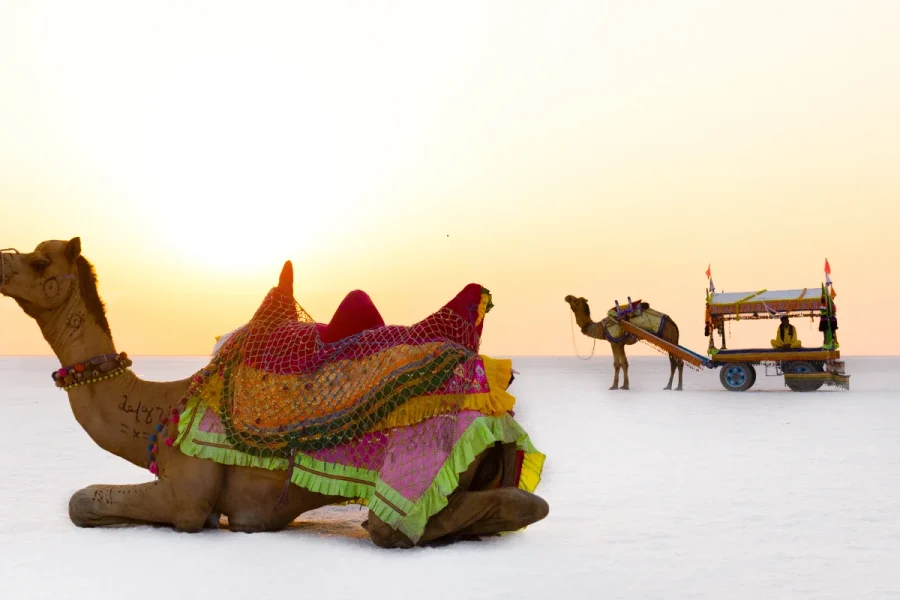 Rann Utsav (Kutch) – White Desert Experience